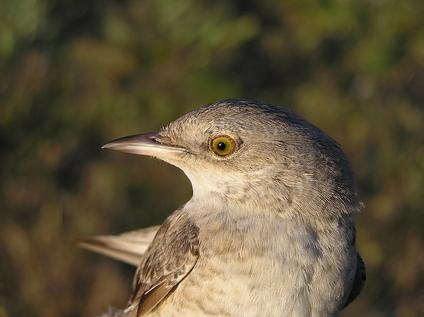 Barred Warbler, Sundre 20080604